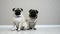 Two cute pug dogs sitting on floor in room isolated on white background, dog best friends