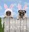 Two cute pug puppy dogs, dressed up as easter bunny, hanging with paws on wooden fence