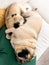 Two cute pugs lying together on the sofa