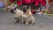 Two cute pugs are sitting and waiting for their owner to come back