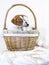 Two cute puppies jack russell terrier play in a basket on a white background