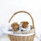 Two cute puppies jack russell terrier play in a basket on a white background