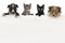 Two cute puppy dogs and two kittens hanging over a white wooden board with space for text