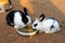 Two cute rabbits eating food