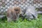 Two cute rabbits loving and playing in the meadow green grass together. Friendship with easter bunny.