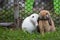 Two cute rabbits loving and playing in the meadow green grass together. Friendship with easter bunny.