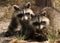 Two cute raccoons in the forest.