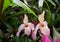 Two cute rare pink pocket Orchid