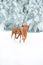 Two Cute red dog visla running in the snow, portrait