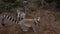 Two cute ring-tailed catta lemurs are sitting on a dirt track with red soil.