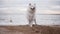 Two cute samoyed dogs are playing on the beach in the sea or ocean together. Slowmotion shot