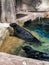 Two cute seals at feeding time in zoo