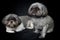 Two cute shih tzu dogs on black background