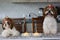 Two cute Shih Tzu dogs in festive hats at a table next to a cake with a candle. Celebration.