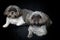 Two cute shih tzu dogs lying down looking at viewer on black background