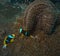 Two cute and shy allard`s anemonefish swimming and hiding in the sea anemone for protection in watamu marine park, kenya