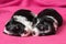 Two cute sleeping havanese puppies dog on a pink bedspread