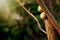 Two cute snails on branch in sunny evening on green background