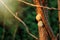 Two cute snails on branch in sunny evening on green background