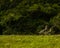 Two cute southern lapwings (Vanellus chilensis) walking in the field