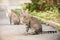 Two cute street cat grey tortoise color sits on the pavement, a street portrait of tabby cat with green eyes. Hungry stray cat