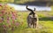 Two cute striped lovebirds are walking on the green grass in the Sunny spring garden among flowers