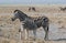 Two cute striped zebras mother and baby with curious muzzles on African savanna in dry season in dusty waterless day