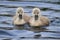 Two cute swan cygnets swimming in water