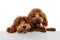 Two cute sweet red-brown poodles, liitle dogs posing isolated over white studio background. Pet look happy, healthy and