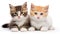 Two Cute, Sweet Tiny Kittens Cuddling Together on a White Background - Generative Ai