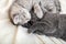 Two cute tabby kittens kissing sleeping on white soft blanket in yin yang shape. Cats rest on bed. Black and white kittens have a