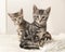 Two cute tabby kittens sitting behind each other on a grey and