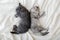 Two cute tabby kittens sleeping on white soft blanket in yin yang shape. Cats rest napping on bed. Black and white