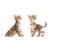 Two cute tabby turkish angora baby cats standing next to each other both looking up