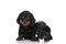 Two cute teckel dachshund puppies looking to side and sitting