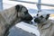 Two cute urban stray dogs, getting to know and greeting each other by sniffing.