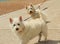Two cute West Highland White Terriers
