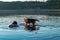 Two cute wet huskies dogs in water. Siberian Husky dogs on the shore of the evening river.