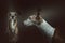 Two Cute Whippet dogs. Studio shot
