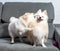 Two cute white German Spitz Pomeranians playing on couch