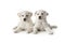 Two cute white puppies on white background