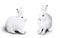 Two cute white rabbit