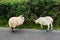 Two cute white sheep on a road by a green bush. One with clean nice fur the second right after shearing. Two states of the animal