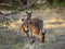 Two cute wild kangaroos are grazing on the green grass meadow