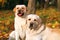 Two cute yellow labradors in the park in autumn close up