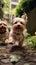 Two cute Yorkshire Terrier dogs running and smiling in a garden