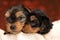 Two cute yorkshire terrier dogs showing love and resting