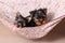 Two cute Yorkshire Terrier puppy in a beige hammock