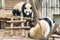 Two cute young giant pandas. Amazing panda bears. Wild animals