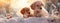 Two cute young golden retriever puppies playing in the snow in sunny day.